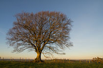 Raddon Hill Top Tree by Pete Hemington