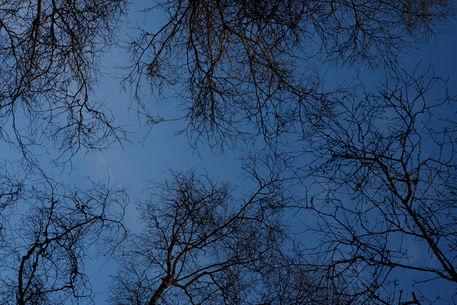 Trees-dark-blue