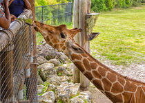 Feeding The Giraffe by John Bailey