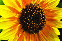 Sunflower von Glen Mackenzie