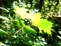 Golden Leaves by Glen Mackenzie