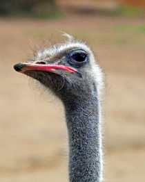 Ostrich by Glen Mackenzie