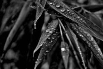 Waterdrops on Bambus by leddermann