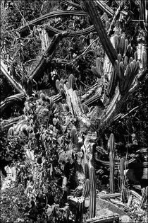 Cacti on St. John by Michael Whitaker