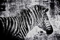 Zebra schwarz-weiss von leddermann