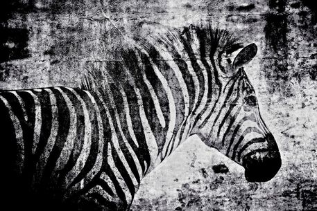 Zebra-black-and-white
