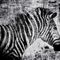 Zebra-black-and-white