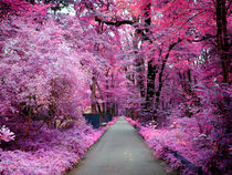 Pink Path by Glen Mackenzie