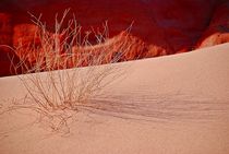 die Wüste lebt... 3 by loewenherz-artwork