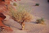 die Wüste lebt... 8 von loewenherz-artwork