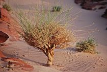Die Wüste lebt... von loewenherz-artwork