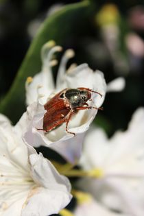 Beetle by kamaku