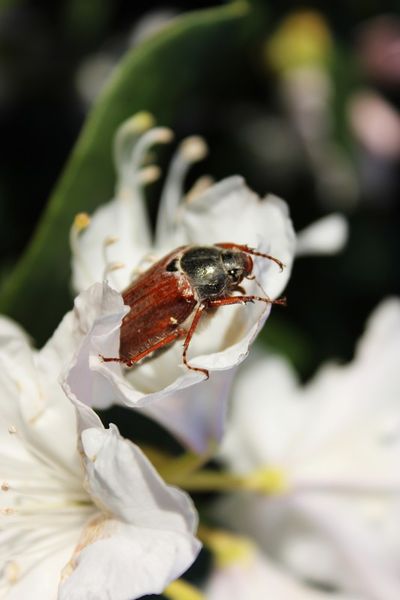 May-beetle