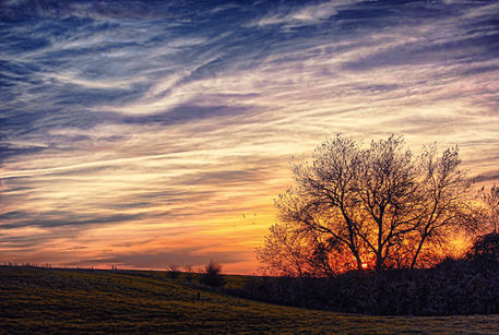 Sunsettree-hdr