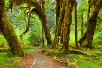 Path through lush rainforest by Sara Winter