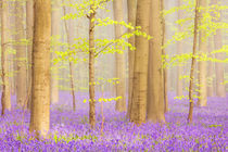 Beautiful bluebell forest by Sara Winter