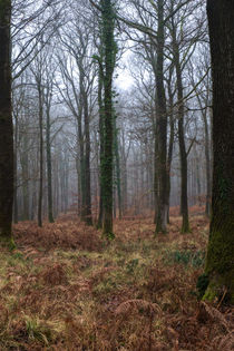 Misty Winter Woods - 1 by David Tinsley