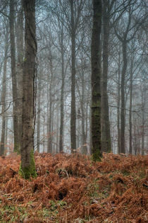 Misty Winter Woods - 4 by David Tinsley