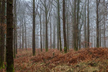 Misty Winter Woods - 3 by David Tinsley