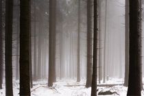 Nebelwald  von Juergen Neher