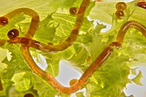 Molekulares Kochen Salat - Molecular cooking salad 2 von Marc Heiligenstein