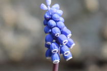 blaue Perlblume by ollipic
