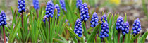 blaue Perlblumen by ollipic