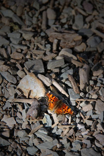 Schmetterling by Ralf Czekalla