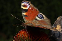Schmetterling auf einer Blüte von ollipic