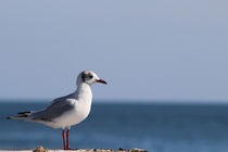 Möwe am Meer by ollipic
