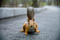 Squirrel by Dmitriy Sosna