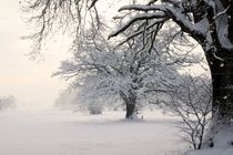 Bäume im Winterkleid von Bruno Schmidiger