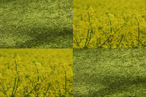 Viererbild "grüngelb" von lisa-glueck