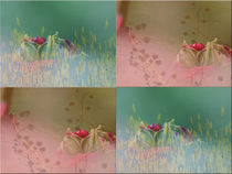 Viererbild "Rosentraum" von lisa-glueck