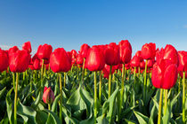 Red tulips by Sara Winter