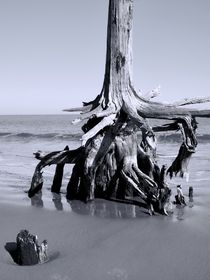 Stump in The Sand von O.L.Sanders Photography
