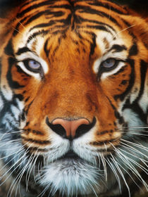 Tiger Portrait von AD DESIGN Photo + PhotoArt