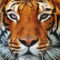 Tiger-portrait