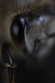 Honey Bee - Closeup by Steven Le Roux
