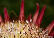 Protea Closeup von Steven Le Roux