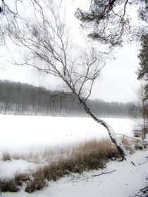 Winter am Schlachtensee by Marianne Drews