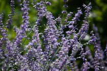 lavender by meleah
