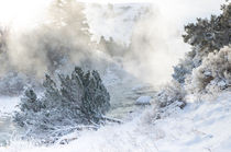 Winter am Yellowstone River by Marianne Drews