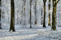  Snowy Beech Woods von David Tinsley
