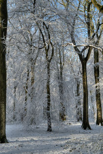  Snowy Beech Woods - II by David Tinsley