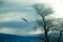 Der Flug des Adlers by Marianne Drews