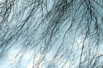 Blaue Zweige von Bastian  Kienitz