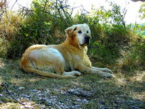 Big dog resting in the shade by esperanto