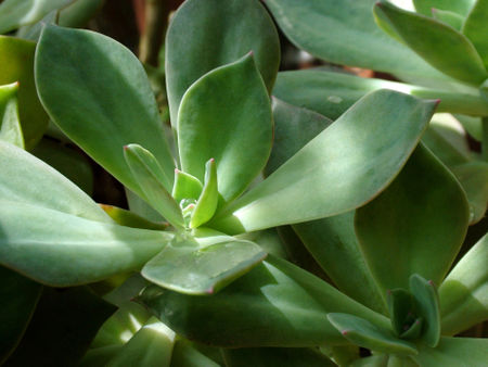Succulent-green-ii