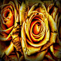 Golden Roses by Carmen Wolters